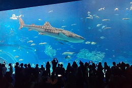 岡谷南高校の沖縄修学旅行で美ら海水族館を見学する様子