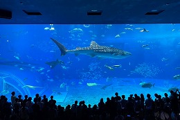 岡谷南高校 2学年修学旅行で美ら海水族館の大水槽を見学する生徒たち