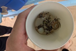 岡谷南高校 2学年修学旅行で海辺の生き物を観察する様子