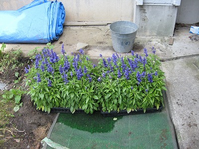 岡谷南高校：花壇整備のために用意された、鮮やかな青紫色のサルビアの苗が並んでいる様子。