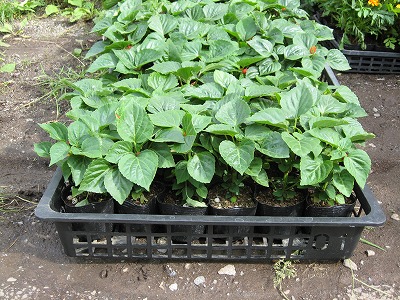 岡谷南高校：トレイに入った青々としたサルビアの苗。これから生徒たちの手で一つずつ植えられていく。