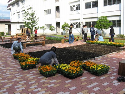 岡谷南高校：中庭の広いスペースで、生徒たちが花壇の縁に沿ってマリーゴールドの苗を配置し始めている様子。
