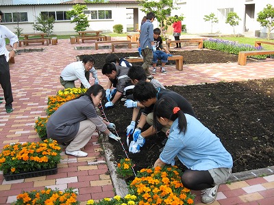岡谷南高校：白い紐をガイドにして、マリーゴールドを真っ直ぐに植えられるよう慎重に作業する生徒たちの姿。