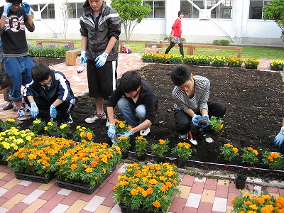 岡谷南高校：花壇の列を整えながら、土を被せて苗を固定する作業に集中している生徒たちの様子。