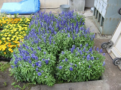 岡谷南高校：出番を待つサルビアと黄色のマリーゴールドの苗。中庭のコンクリート脇に整然と配置されている。