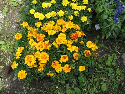 岡谷南高校：花壇に植えられる前の、オレンジ色と黄色のコントラストが美しいマリーゴールドの近接写真。