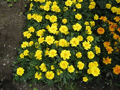 岡谷南高校：黄色のマリーゴールドがトレイいっぱいに敷き詰められ、中庭を彩る準備が整った様子。