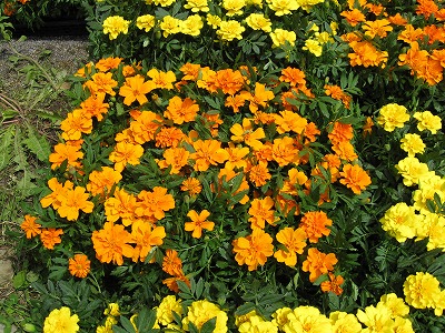 岡谷南高校：オレンジ色のマリーゴールドの苗。生徒たちが根気強く植え替え作業を行うための元気な花々。