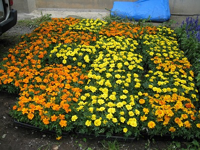 岡谷南高校：トレイに並べられた大量のマリーゴールド。これから花壇に植えられ、学校のシンボルとなる風景。