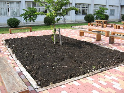 岡谷南高校：中庭のシンボルツリーを囲むように、新しく土が盛られた整備前の花壇の様子。