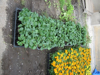 岡谷南高校：花壇の脇に置かれた、植栽を待つサルビアとマリーゴールドの苗を真上から捉えた写真。