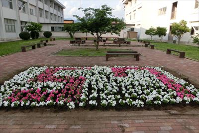 岡谷南高校：中庭整備の完成後。手前に満開のペチュニアが広がり、奥には整備された休憩スペースが見える風景。